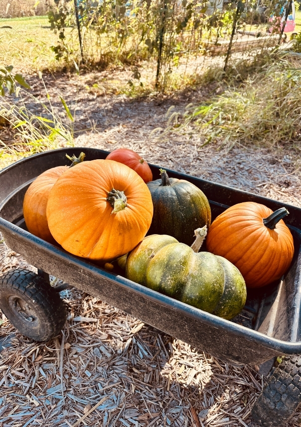pumpkin haul