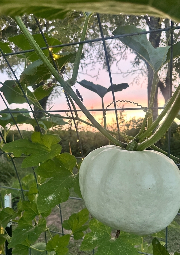 Autumn After Loss: Finding Joy in the Season